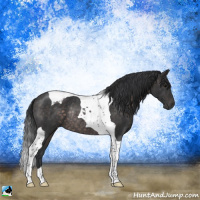 Horse Color:Platinum Brown Tobiano Rabicano 
