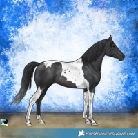 Horse Color:Platinum Brown Tobiano Rabicano 