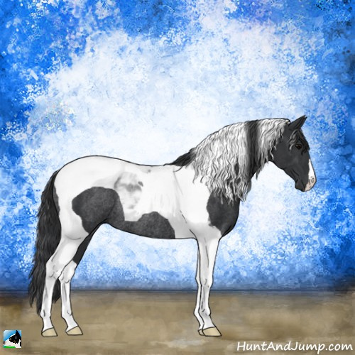 Horse Color:Black Tobiano Rabicano