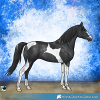 Horse Color:Black Tobiano Rabicano 
