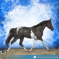 Horse Color:Platinum Liver Chestnut Tobiano Rabicano