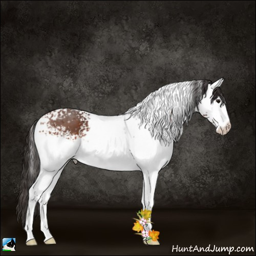 Horse Color:White Spotted Bay 