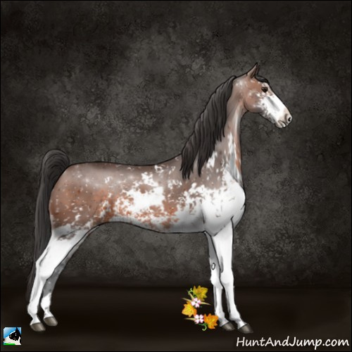 Horse Color:Brown Sabino 