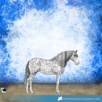 Horse Color:Black Sabino Snowflake VarnishRabicano 