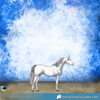 Horse Color:Black Sabino Appaloosa Rabicano 