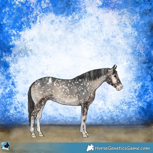 Horse Color:Blue Onyx Appaloosa 