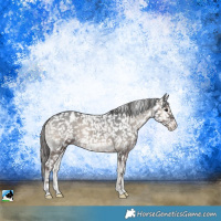 Horse Color:Blue Onyx Appaloosa 