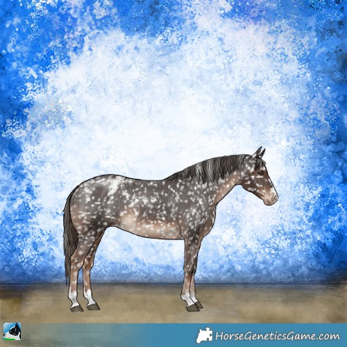 Horse Color:Liver Chestnut Appaloosa Rabicano