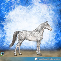 Horse Color:Liver Chestnut Appaloosa Rabicano 