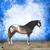 Horse Color:Brown Onyx Sabino Appaloosa 