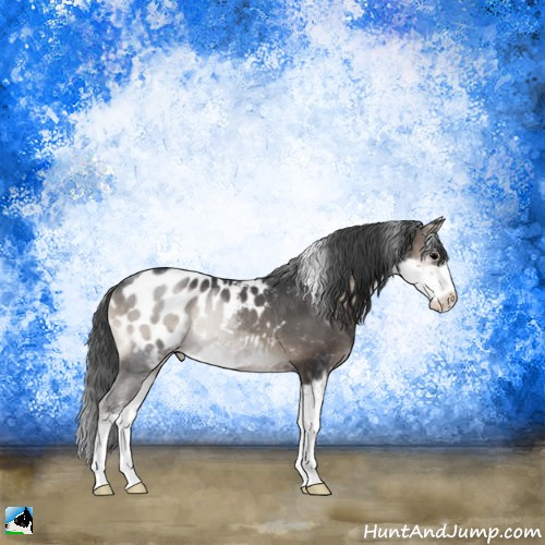 Horse Color:Blue Onyx Sabino Appaloosa Rabicano 