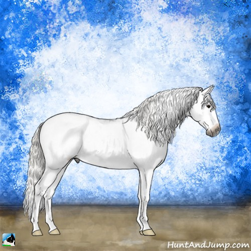 Horse Color:Gray Silver Brown Sabino Splash Rabicano 