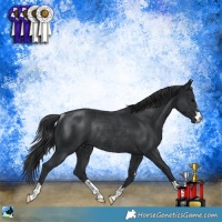 Horse Color:Black Mushroom Rabicano 