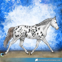 Horse Color:Midnight Liver Chestnut Appaloosa Rabicano 