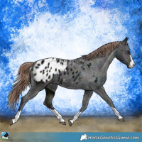 Horse Color:Midnight Liver Chestnut Appaloosa Rabicano