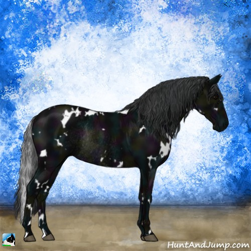Horse Color:White Spotted Midnight Black Rabicano 