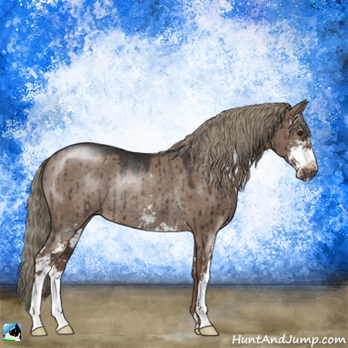 Horse Color:Liver Red Dun Mushroom Sabino Rabicano Brindle 