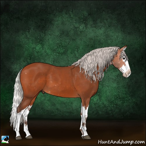 Horse Color:Silver Bay Splash 
