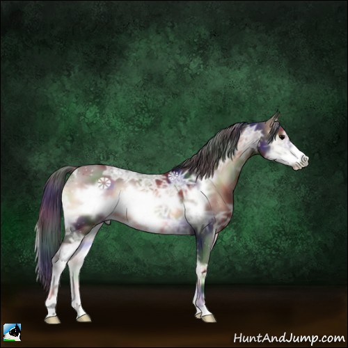 Horse Color:Nacre Brown Ice Onyx Sabino Frame 