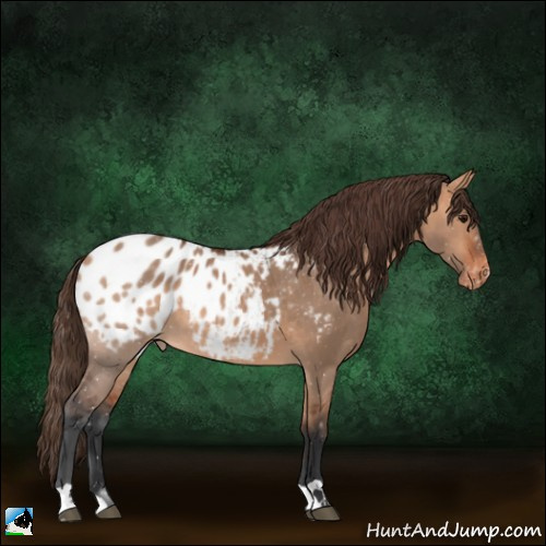 Horse Color:Bay Dun Appaloosa 