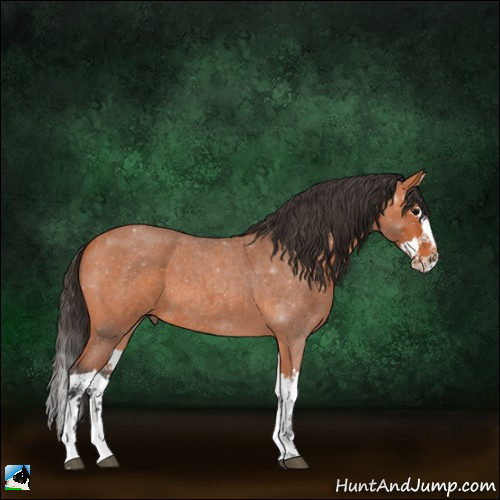 Horse Color:Bay Roan Splash 