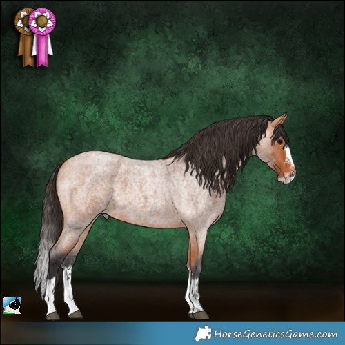 Horse Color:Bay Roan Splash 