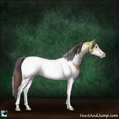 Horse Color:Gray Nacre Amber Cream Champagne Ice Onyx Sabino Tobiano Frame Appaloosa 