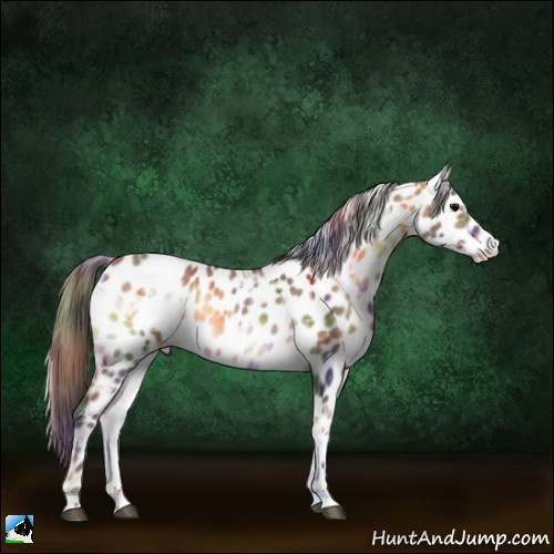Horse Color:Nacre Buckskin Ice Onyx Sabino Appaloosa 
