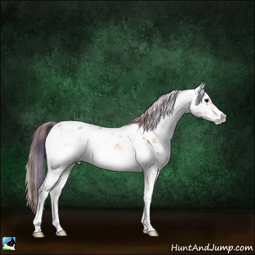 Horse Color:Nacre Bay Ice Onyx Sabino Appaloosa Rabicano 