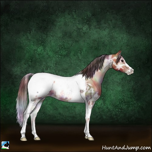 Horse Color:Nacre Amber Champagne Ice Onyx Sabino Tobiano Appaloosa 