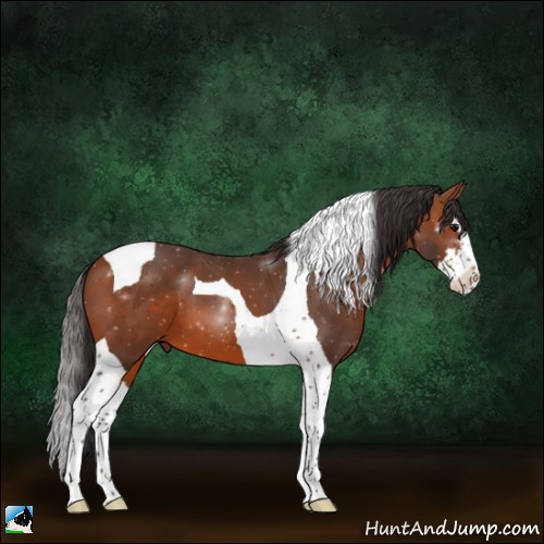 Horse Color:Bay Splash Tobiano 