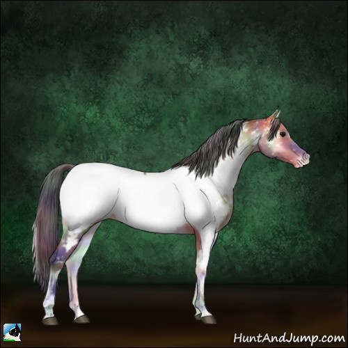 Horse Color:Nacre Bay Ice Onyx Sabino Appaloosa 