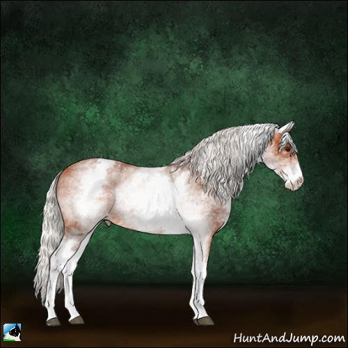 Horse Color:White Spotted Silver Bay 