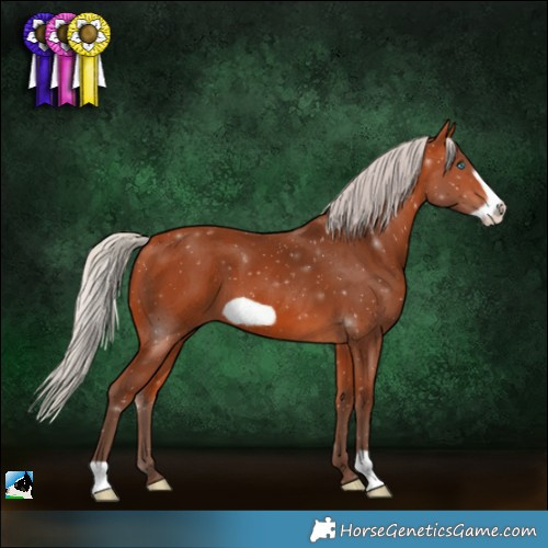 Horse Color:Silver Bay Frame 