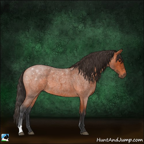 Horse Color:Bay Roan 