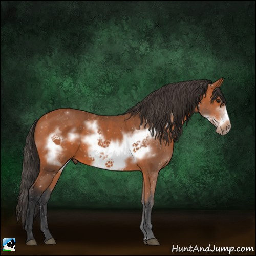 Horse Color:Bay Frame 