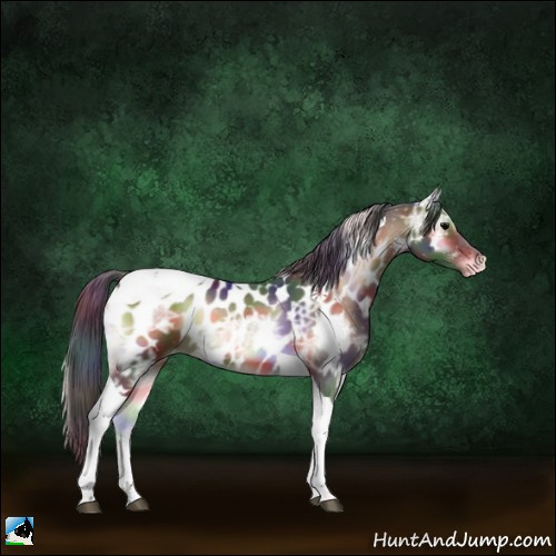 Horse Color:Nacre Bay Ice Onyx Tobiano Appaloosa 