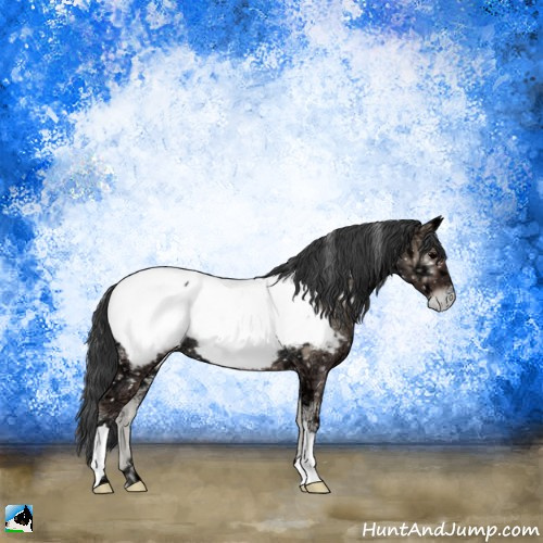 Horse Color:Blue Onyx Ice Appaloosa Rabicano 