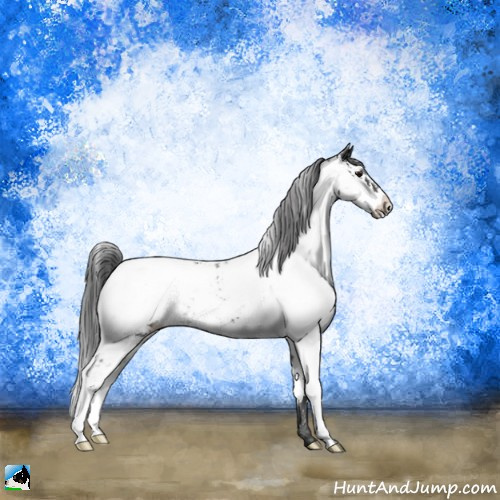 Horse Color:Black Sabino Appaloosa Rabicano 