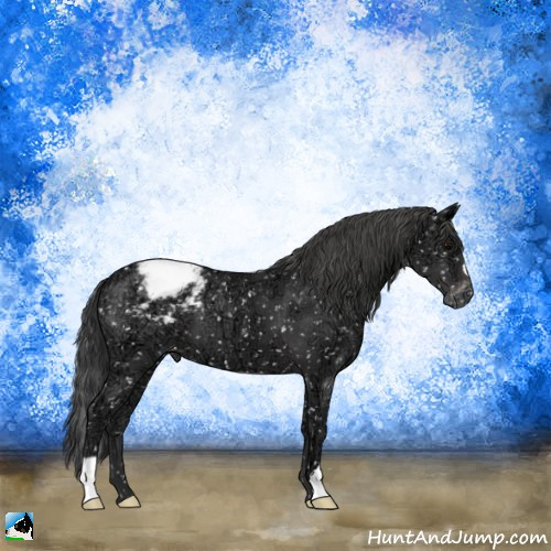 Horse Color:Black Ice Mushroom Appaloosa 