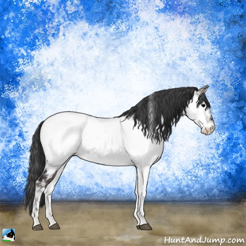 Horse Color:Blue Onyx Ice Appaloosa Rabicano 
