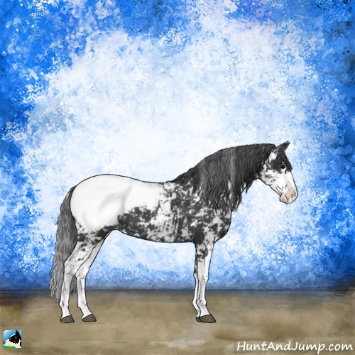 Horse Color:Black Sabino Appaloosa 