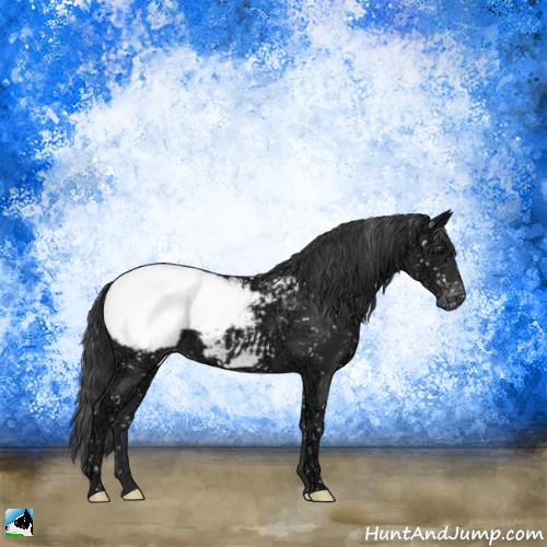 Horse Color:Black Ice Appaloosa 