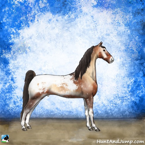 Horse Color:Bay Onyx Appaloosa 