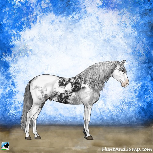 Horse Color:Black Ice Mushroom Sabino Appaloosa 