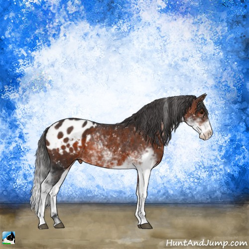 Horse Color:Brown Sabino Appaloosa Rabicano 