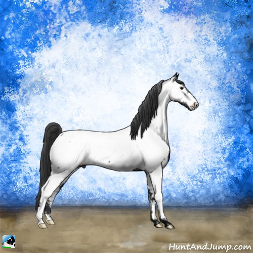 Horse Color:Black Ice Appaloosa Rabicano 
