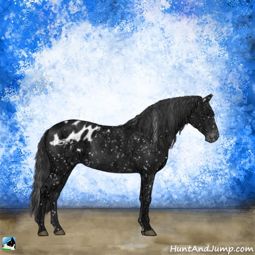 Horse Color:Black Ice Appaloosa 