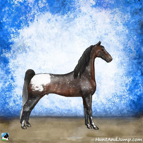 Horse Color:Brown Appaloosa Rabicano 
