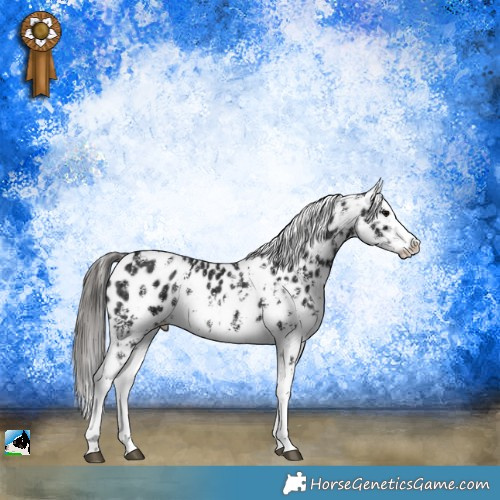 Horse Color:Black Ice Sabino Appaloosa 
